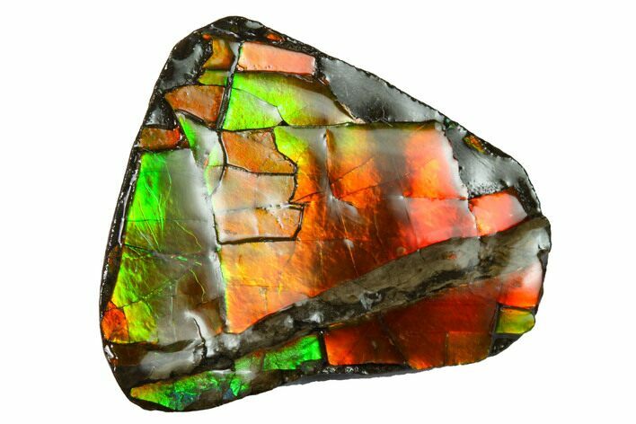 Iridescent Ammolite (Fossil Ammonite Shell) - Alberta, Canada #156734